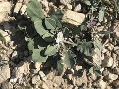 Jurinea ruprechtii