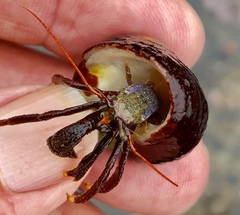 Pagurus hemphilli