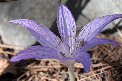 Colchicum macrophyllum