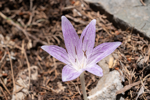 Colchicum macrophyllum