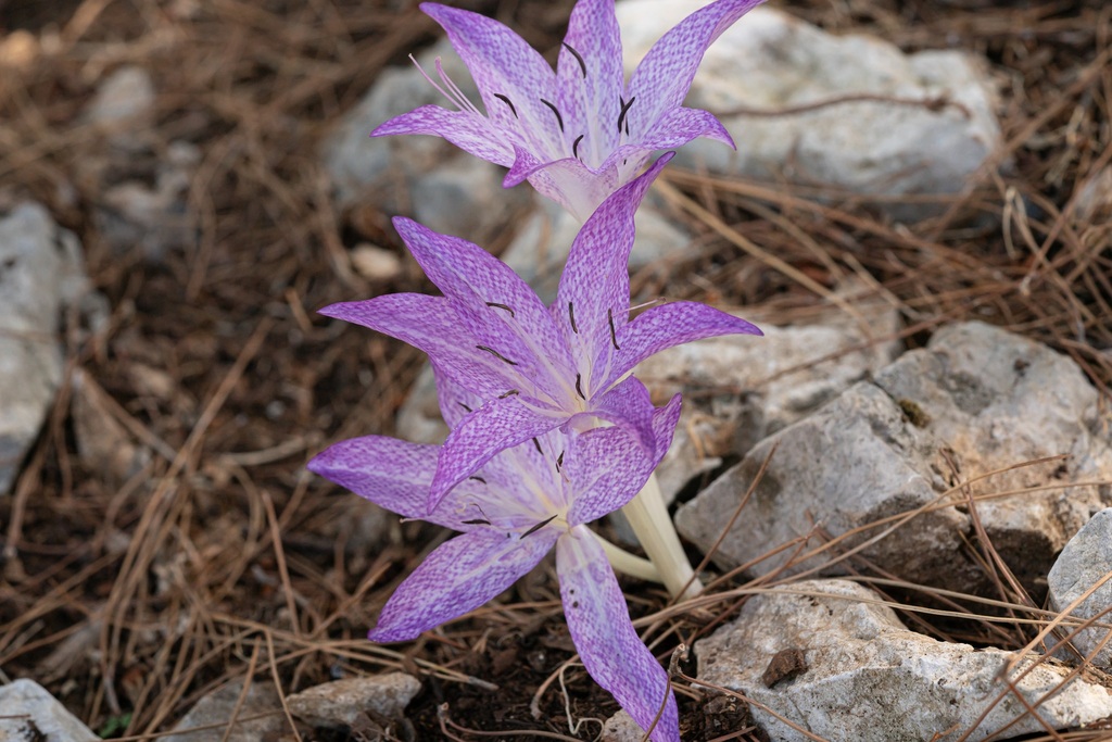 Colchicum macrophyllum