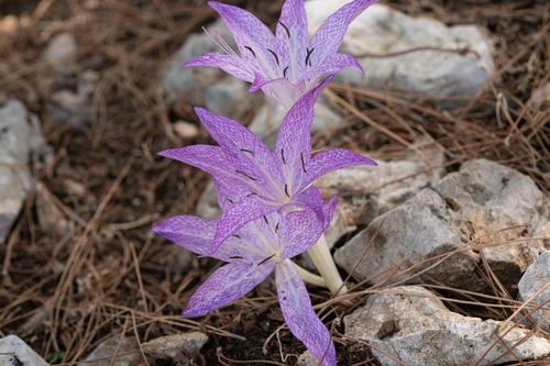 Colchicum macrophyllum