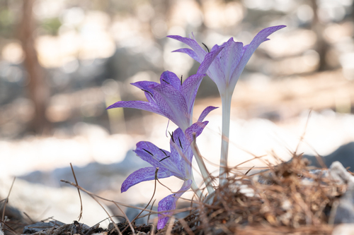 Colchicum macrophyllum