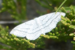 Scopula ancellata