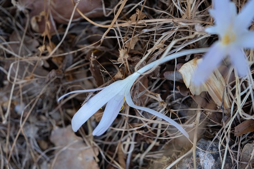Colchicum balansae