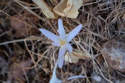 Colchicum balansae