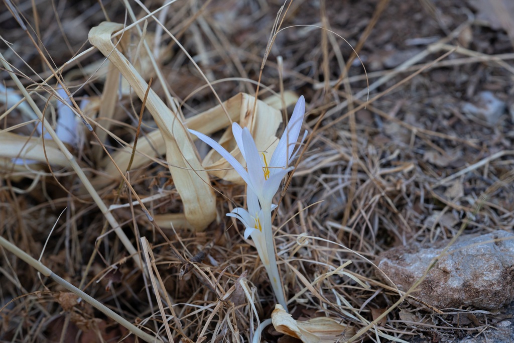 Colchicum balansae, Σάλακος 851 06, Ελλάδα