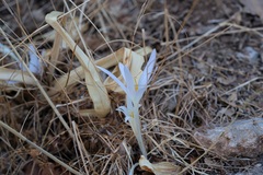 Colchicum balansae