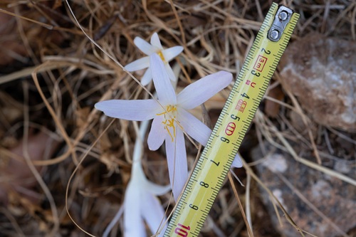 Colchicum balansae