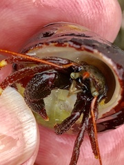 Pagurus hemphilli