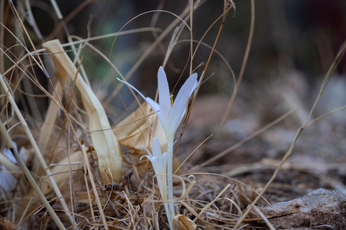 Colchicum balansae
