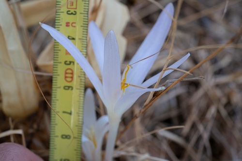 Colchicum balansae