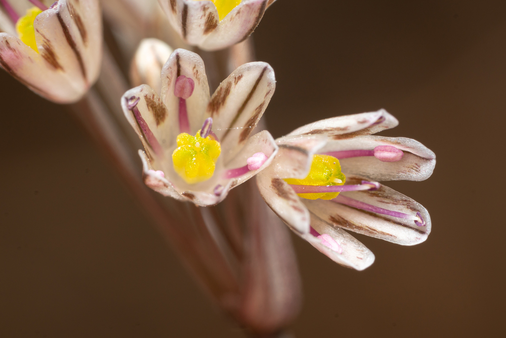 Fall Rhodian Garlic