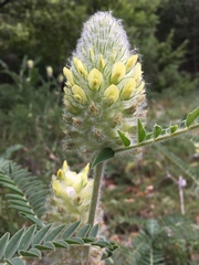 Astragalus alopecurus