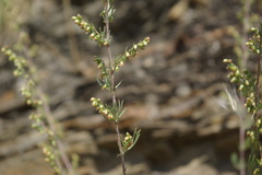 Artemisia marschalliana