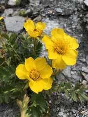 Geum reptans