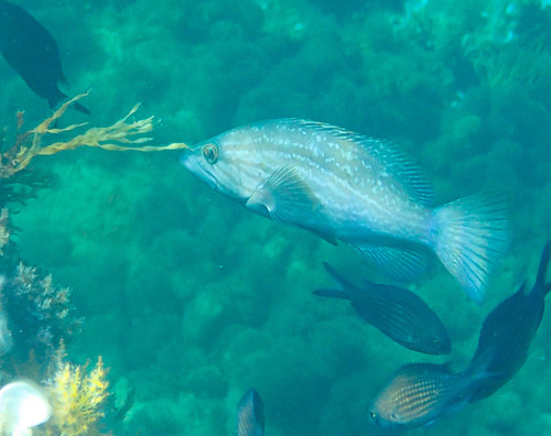 Mycteroperca rubra