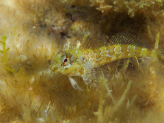 Lipophrys trigloides