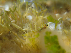 Lipophrys trigloides