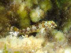 Lipophrys trigloides