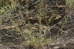 Artemisia marschalliana