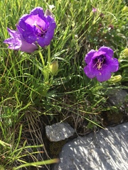 Campanula alpestris