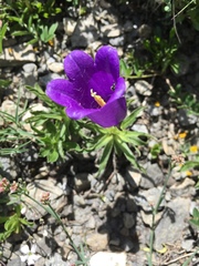 Campanula alpestris