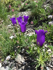 Campanula alpestris