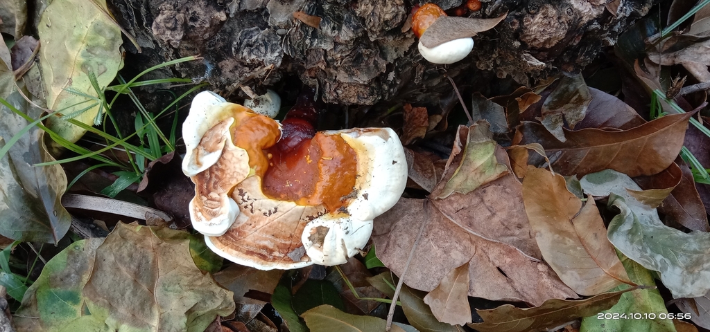 Ganoderma lucidum · October 2024 · photo: © naturalist97663 (iNaturalist, cc0)