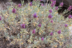 Salvia pachyphylla