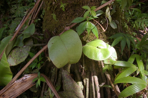 Image of Elaphoglossum crinitum by no rights reserved