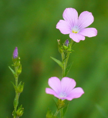 Linum viscosum