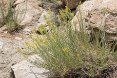 Ericameria nauseosa bernardina