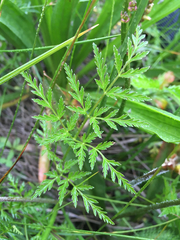 Conioselinum