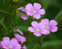 Linum viscosum