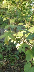 Acer campestre