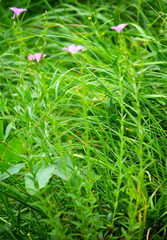 Linum viscosum