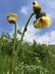 Cirsium erisithales