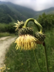 Cirsium erisithales