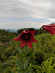 Lilium grayi