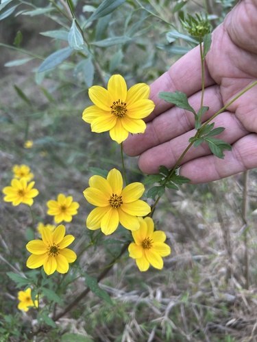 Image of Bidens aristosa by (c) Northcut, some rights reserved (CC BY)