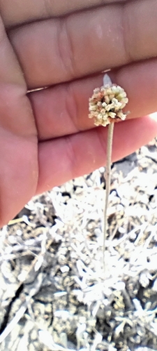 Image of Eriogonum pauciflorum by (c) Jacob Honn, some rights reserved (CC BY)