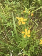 Hypericum virgatum