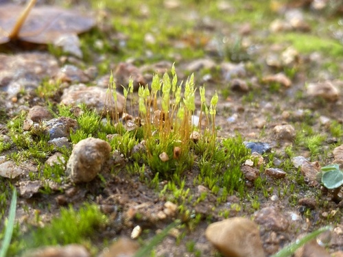Ditrichum pusillum, 2024-10-09