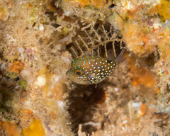 Canthigaster amboinensis