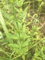Hypericum virgatum