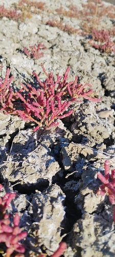 Image of Salicornia rubra by (c) Jacob Honn, some rights reserved (CC BY)