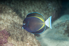 Acanthurus nigricans