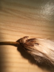Eriophorum viridicarinatum
