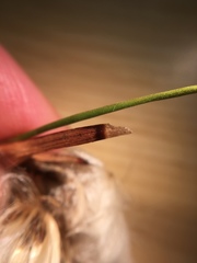 Eriophorum viridicarinatum